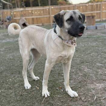 Rescue Anatolian Shepherd Dogs for Adoption in Lucas, Texas - LUNAE GS | PetCurious