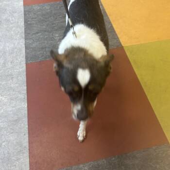 Bobo -  Mixed Breed Dog for Adoption in Philadelphia, Pennsylvania - Bobo | PetCurious