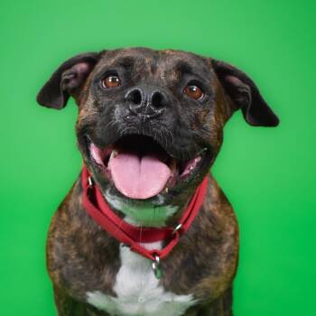 Boxer and English Bulldog Dogs Available for Adoption in West Palm Beach, Florida - Rhea | PetCurious