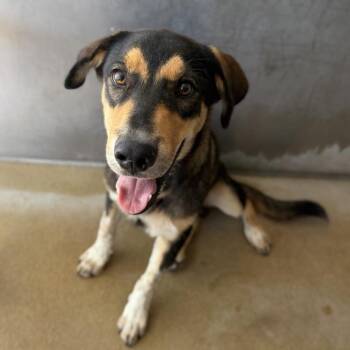 Bacon -  Shepherd and Mixed Breed Dog for Adoption in Corpus Christi, Texas - Bacon | PetCurious