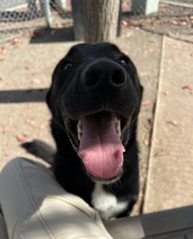 Jace -  Black Labrador Retriever Dog for Adoption in Phoenix, Oregon - Jace | PetCurious