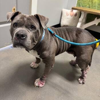 Monie -  American Bulldog Dog for Adoption in Normal, Illinois - Monie | PetCurious