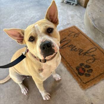 Rescue American Staffordshire Terrier Dogs for Adoption in Livingston, Texas - Oakley | PetCurious