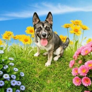 NAMI -  Siberian Husky and German Shepherd Dog Dog Available for Adoption - NAMI | PetCurious
