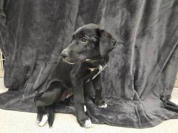 Rescue German Shepherd Dog Dogs for Adoption in Auburn, California - SHOHEI | PetCurious