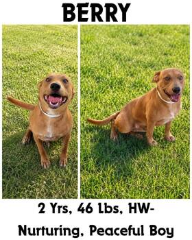 Berry -  Carolina Dog and Basenji Dog for Adoption in Albany, Georgia - Berry | PetCurious