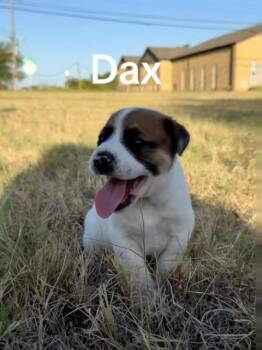 DAX -  Mixed Breed Dog for Adoption in Dallas, Texas - DAX | PetCurious