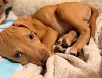 Harley -  Terrier Dog for Adoption in Mobile, Alabama - Harley | PetCurious