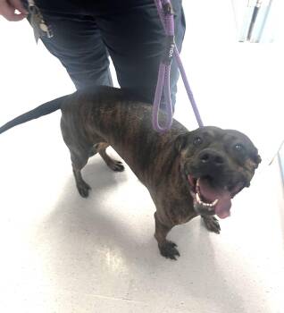 Soraya -  Boxer Dog for Adoption in Allen, Texas - Soraya | PetCurious