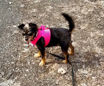 Coco -  Yorkshire Terrier and Pomeranian Dog for Adoption in Rigaud, Quebec - Coco | PetCurious