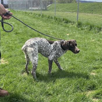 German Shorthaired Pointer Dogs Available for Adoption in Binghamton, New York - Sammy Sam | PetCurious