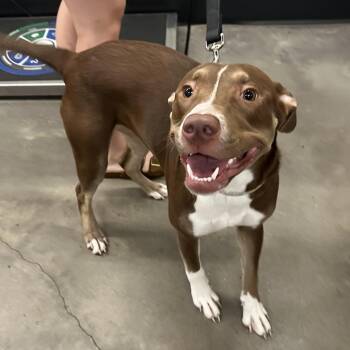 Diva -  Terrier Dog for Adoption in Tampa, Florida - Diva | PetCurious