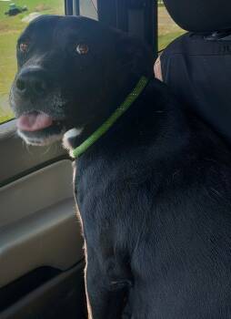 Rescue Labrador Retriever Dogs for Adoption in Saint Clairsville, Ohio - Debra | PetCurious