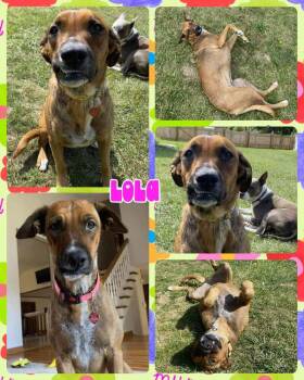 Rescue Mixed Breed Dogs for Adoption in Lancaster, New York - Lola | PetCurious