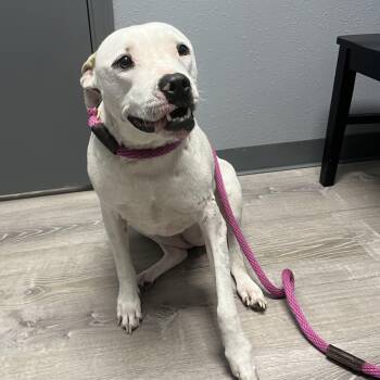 Aria -  Labrador Retriever and Pit Bull Terrier Dog for Adoption in Magnolia, Texas - Aria | PetCurious