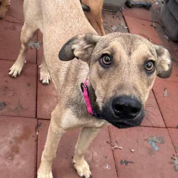 Hazel -  Mixed Breed Dog for Adoption in Aberdeen, North Carolina - Hazel | PetCurious