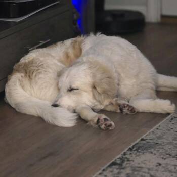 Bolt -  Golden Retriever and Mixed Breed Dog for Adoption in Baton Rouge, Louisiana - Bolt | PetCurious