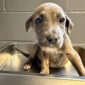 Pit Bull Terrier Dogs Available for Adoption in Tuscaloosa, Alabama - TUSC-Stray-83964_2_3_4_5 | PetCurious