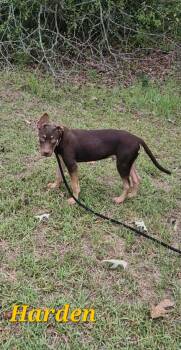 Harden -  Labrador Retriever Dog for Adoption in Hillsdale, New York - Harden | PetCurious