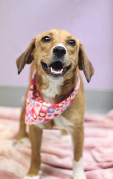 Labrador Retriever Dogs Available for Adoption in Manchester, New Hampshire - Gibson In NH! Come Meet Our Adoptable Dogs Wednesday-Saturday. M | PetCurious