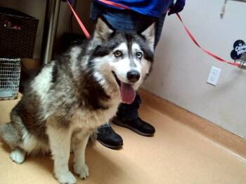 Siberian Husky Dogs Available for Adoption - NALA | PetCurious