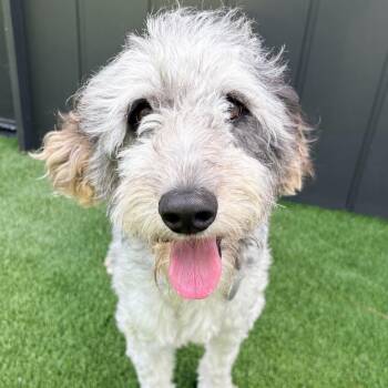 Dixie 22276 -  Poodle and Mixed Breed Dog for Adoption in Cumming, Georgia - Dixie 22276 | PetCurious