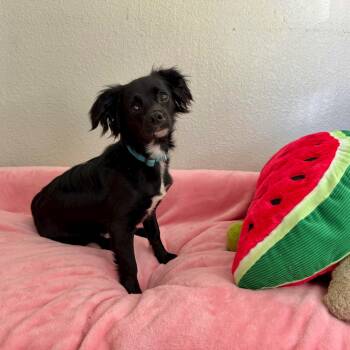 Annette -  Papillon Dog for Adoption in High Ridge, Missouri - Annette | PetCurious