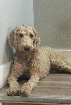 Zelda -  Standard Poodle Dog for Adoption in Elizabeth, Colorado - Zelda | PetCurious