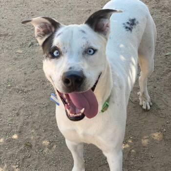 Frost Bite -  Pit Bull Terrier and Mixed Breed Dog for Adoption in Riverside, California - Frost Bite | PetCurious