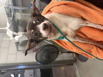 LESLIE -  Chihuahua Dog for Adoption in Dallas, Texas - LESLIE | PetCurious
