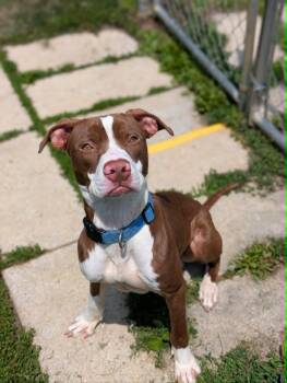Hei Hei -  Terrier Dog for Adoption in Chambersburg, Pennsylvania - Hei Hei | PetCurious