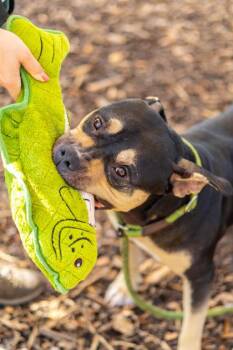 Bandito -  Mixed Breed Dog for Adoption in Chamblee, Georgia - Bandito | PetCurious
