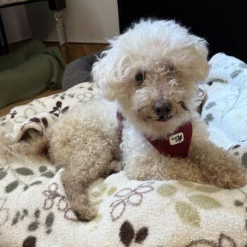 Shaggy 14554 -  Maltese and Miniature Poodle Dog for Adoption in San Francisco, California - Shaggy 14554 | PetCurious
