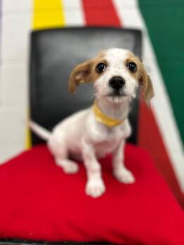 Mixed Breed Dogs Available for Adoption in Thousand Oaks, California - Panda | PetCurious