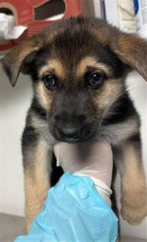 Rescue Shepherd Dogs for Adoption in Thousand Oaks, California - DJ -- URGENT! LONGTIME RESIDENT! | PetCurious