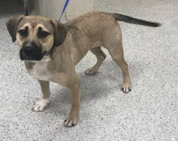 Labrador Retriever and Mixed Breed Dogs Available for Adoption in Conroe, Texas - A427616 | PetCurious