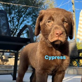 Chocolate Labrador Retriever Dogs Available for Adoption - Cypress | PetCurious