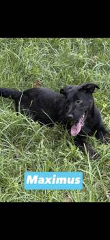 Maximus -  Black Labrador Retriever Dog for Adoption in Seaside Heights, New Jersey - Maximus | PetCurious