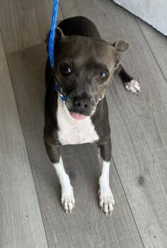 MONITO -  Mixed Breed Dog for Adoption in Dallas, Texas - MONITO | PetCurious