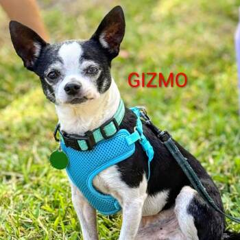 Gizmo -  Chihuahua Dog Available for Adoption in Fort Lauderdale, Florida - Gizmo | PetCurious