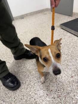 Terrier and Mixed Breed Dogs Available for Adoption in Gastonia, North Carolina - Oscar | PetCurious