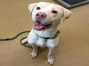 KING -  Labrador Retriever and Pit Bull Terrier Dog for Adoption in Derwood, Maryland - KING | PetCurious