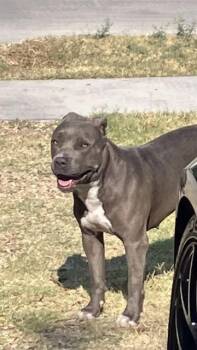JESSICA -  Mixed Breed Dog for Adoption in Dallas, Texas - JESSICA | PetCurious