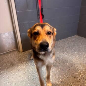 Ranger -  German Shepherd Dog Dog for Adoption in Tuscaloosa, Alabama - Ranger | PetCurious