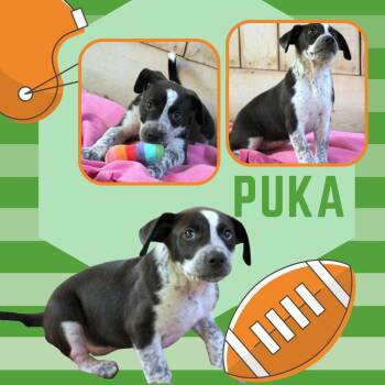 Puka (Puppy) -  Australian Cattle Dog Blue Heeler Dog for Adoption in Lindsay, California - Puka (Puppy) | PetCurious