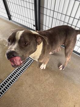Lux -  Staffordshire Bull Terrier and Mixed Breed Dog for Adoption in Fayetteville, Tennessee - Lux | PetCurious