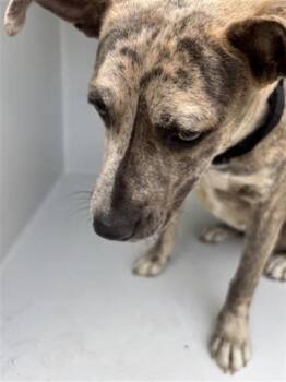 Black Mouth Cur and Mixed Breed Dogs Available for Adoption - A651424 | PetCurious