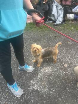 Buddy 2 -  Yorkshire Terrier Dog for Adoption in Pine Grove, Pennsylvania - Buddy 2 | PetCurious