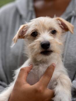 BABY CAYUCOS -  Maltese Dog for Adoption in Fresno, California - BABY CAYUCOS | PetCurious