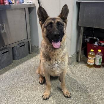 Kali -  German Shepherd Dog Dog for Adoption in San Gabriel, California - Kali | PetCurious